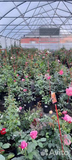 Кустовые розы саженцы