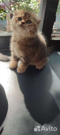 Шотландская вислоухая золотая шиншилла