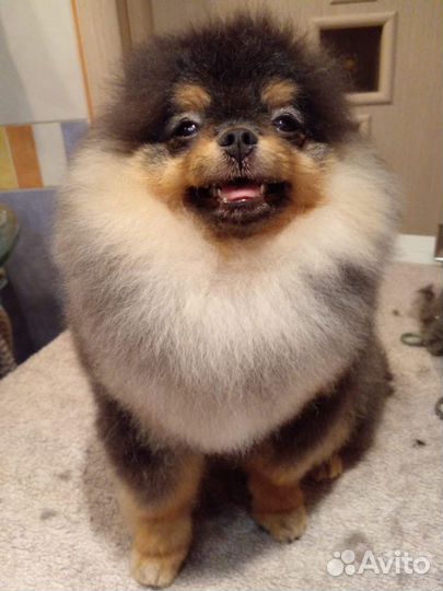 Стрижка собак и кошек Груминг Йорк Шпиц Чихуахуа