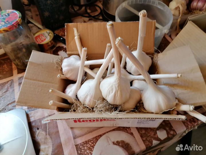 Чеснок Даниловский