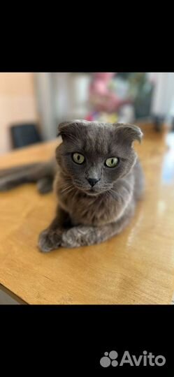 Молодая кошечка