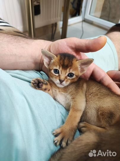 Абиссинские котята