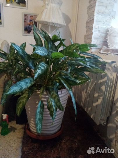 Продажа папоротника