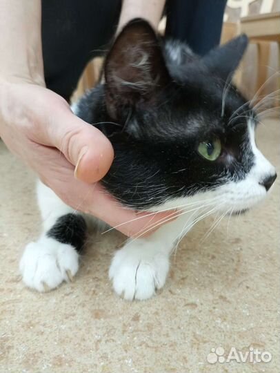 Зелёноглазый мужчина ищет дом