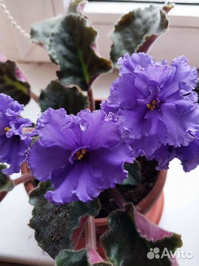 Фиалка в гошках