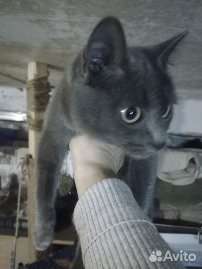 Котёнок девочка в добрые руки