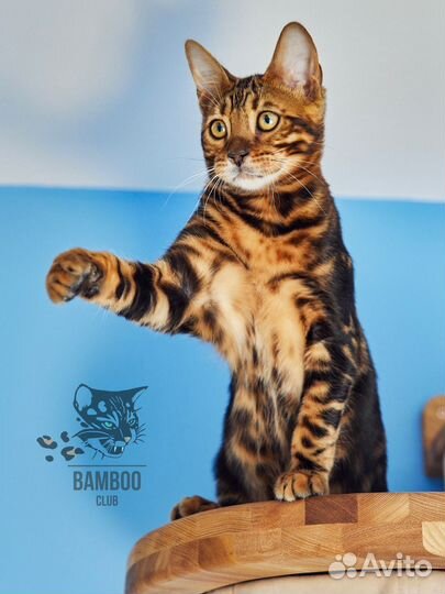 Бенгальские котята