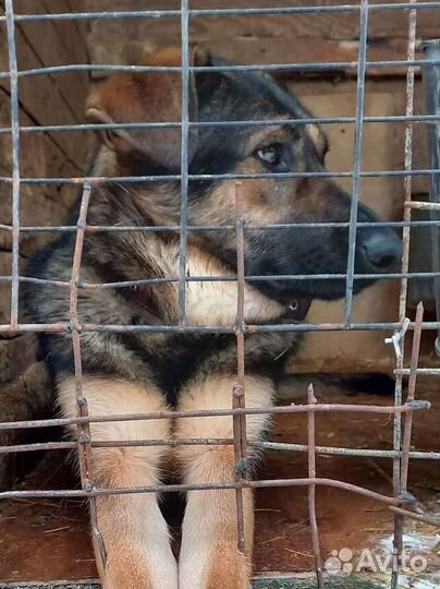 Игривая и добрая собака плачет в приюте