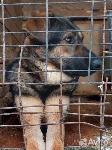 Игривая и добрая собака плачет в приюте