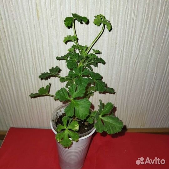 Пеларгония- ангел