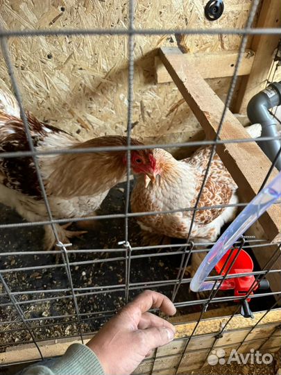 Инкубационное яйцо породы брама