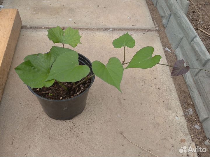 Рассада батата