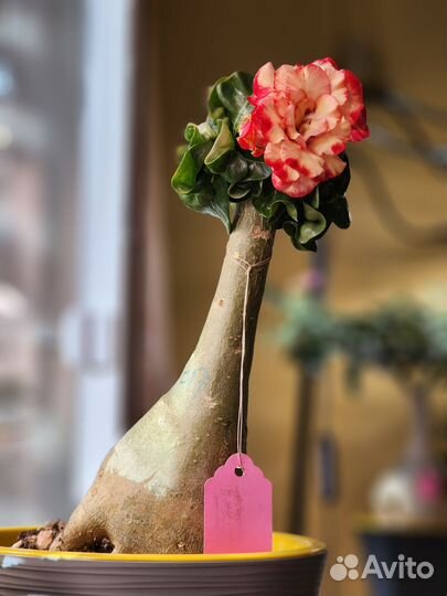 Адениум мини лето