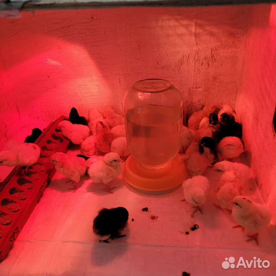 Живая птица