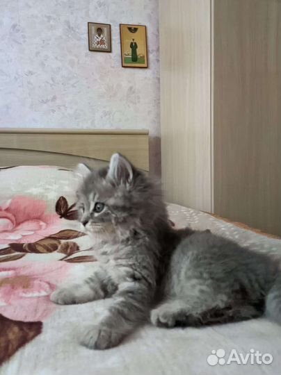 Котята в добрые руки бесплатно коты