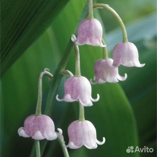 Растения для сада