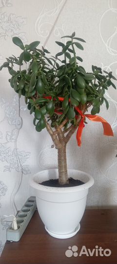 Крассула - толстянка - денежное дерево