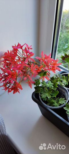 Черенки герани