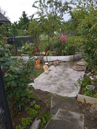 Участок 5 сот. (СНТ, ДНП)