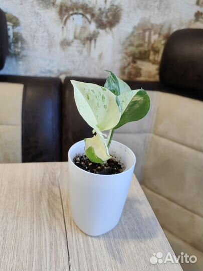 712. Комнатные растения