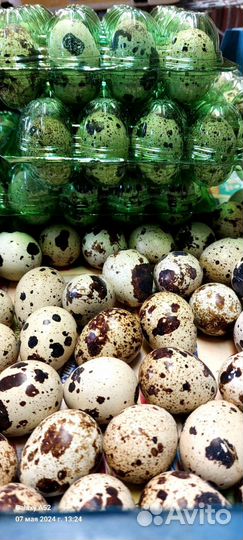 Яйца перепелиные крупные