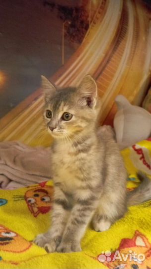 Кошка в дар бесплатно