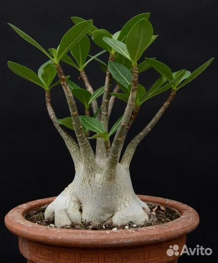 Арабикумы молодые растения