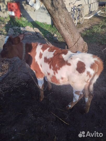 Джерсейская корова