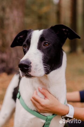 Рэм в прите