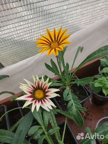 Цветы садовые и комнатные