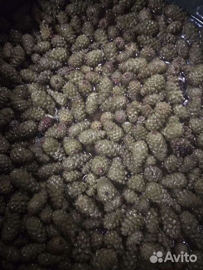 Варенье из сосновых шишек