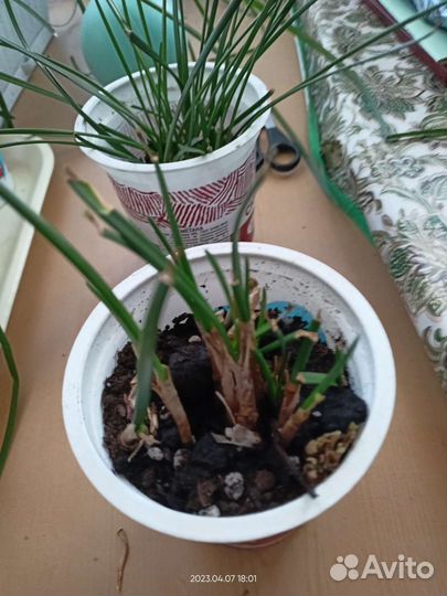 Зефирантес