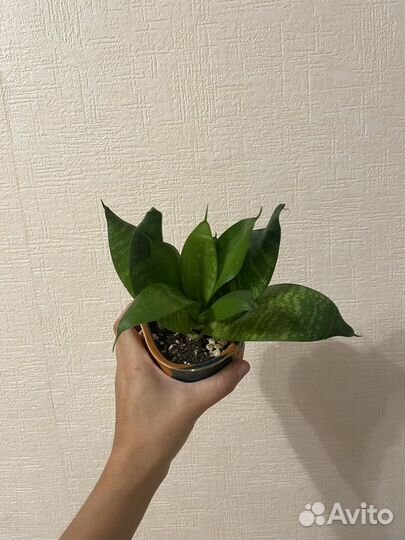 Сансевиерия ханни