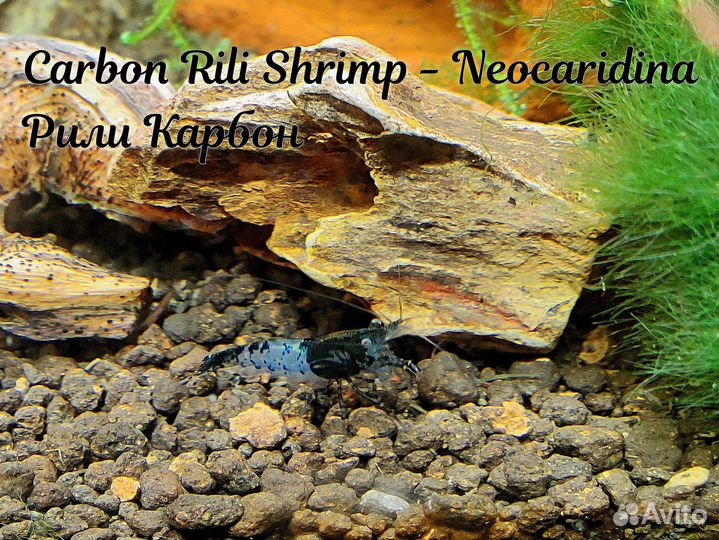 Аквариумные креветки / Aquarium shrimp