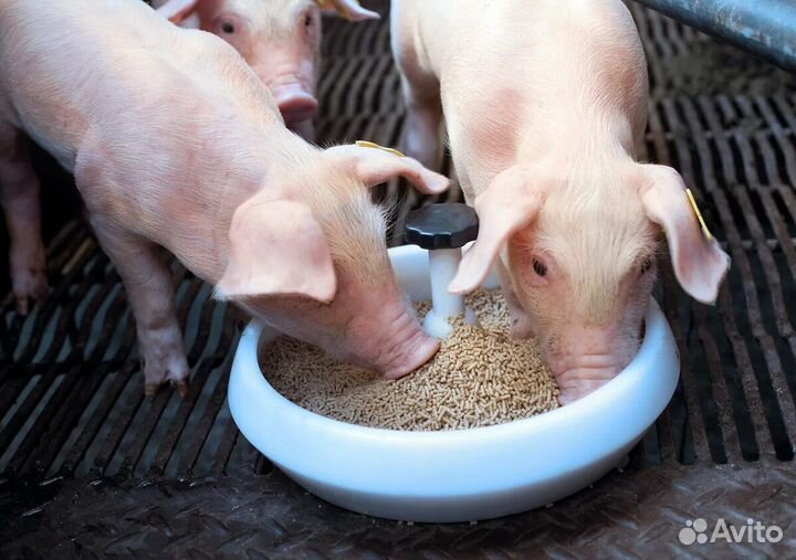 Комбикорма с полезными злаками для животных и птиц