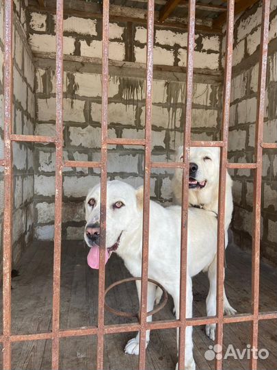 Щенки сао алабай