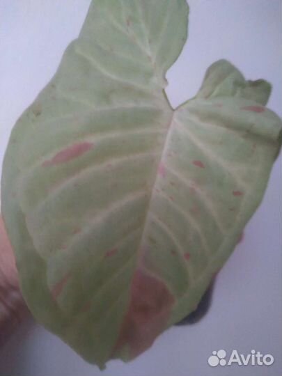 Сингониумы Ред харт, Манго Аллюр, Милк Конфетти