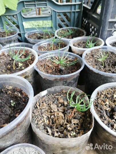 Саженцы кедра