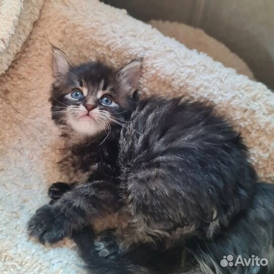 Котенок мейнкун мальчик полидакт 66х66