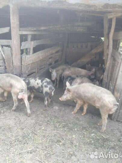 Свиньи поросята