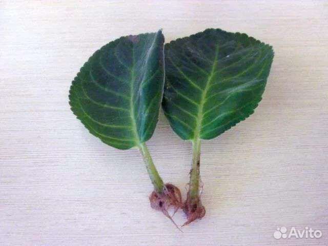 Комнатные растения цветы