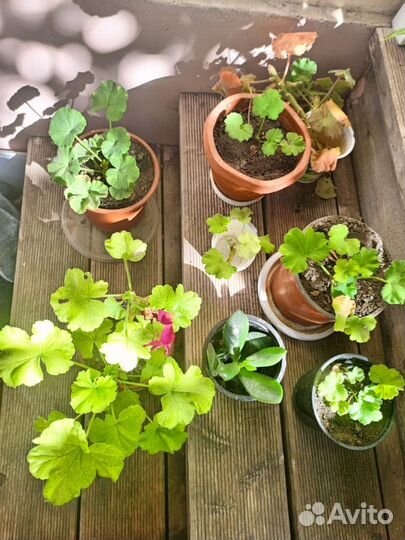 Толстянка, герань