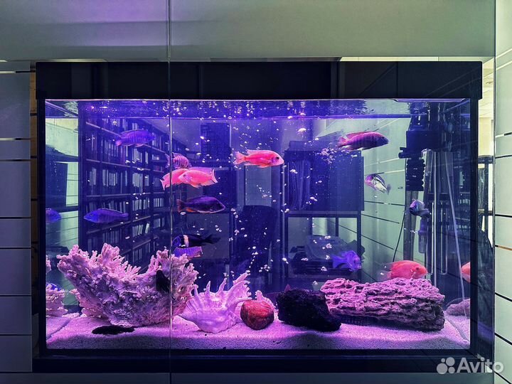 Чистка аквариума №1 в Саратове