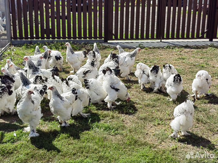 Куры кохинхины, джерсы, светлая брама