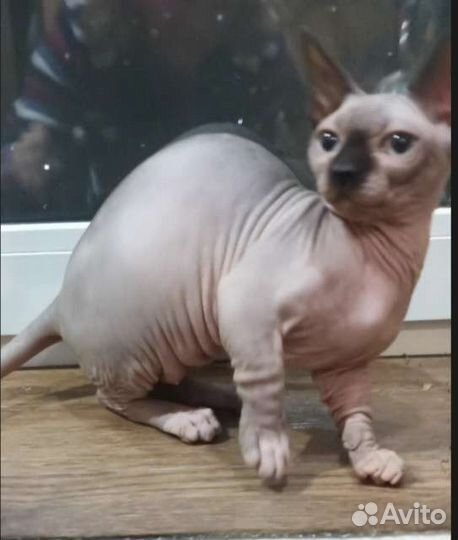 Канадский сфинкс котенок девочка