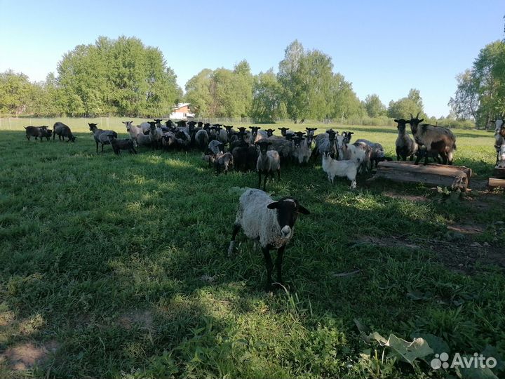 Романовские овцы ягнята бараны