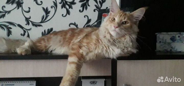 Котята Мэйн кун