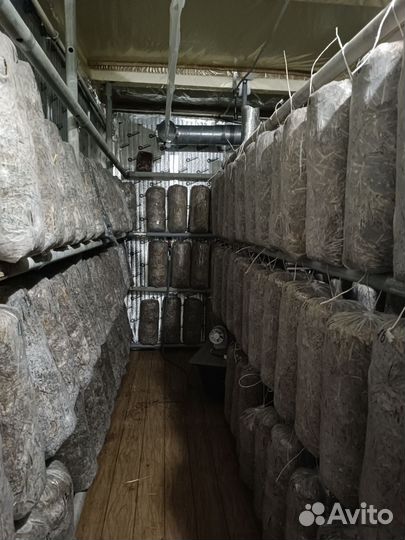 Грибные блоки вешенки