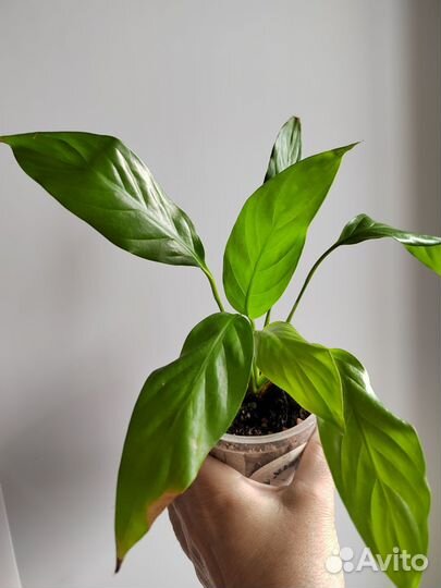 Спатифиллумы сортовые