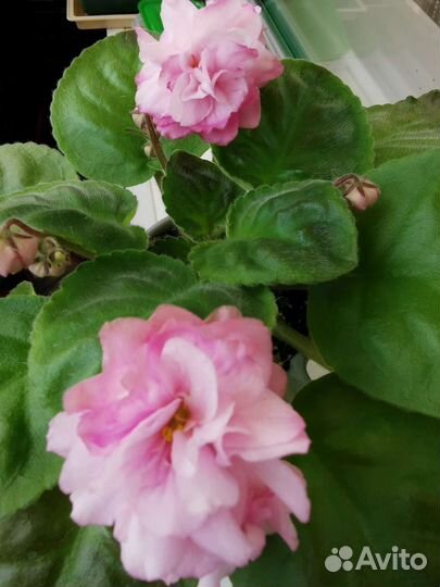 Фиалки цветущие сортовые